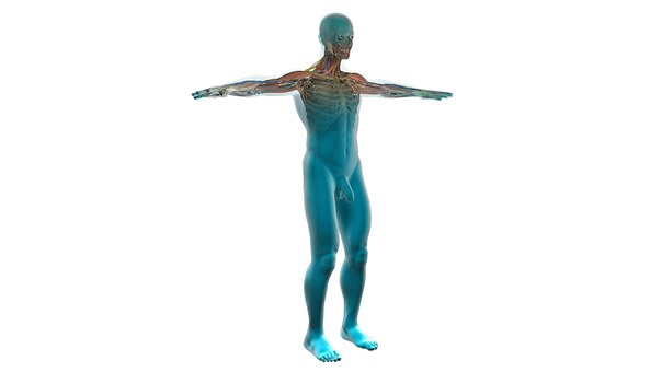 4 důležité vitamíny pro vaše ledviny